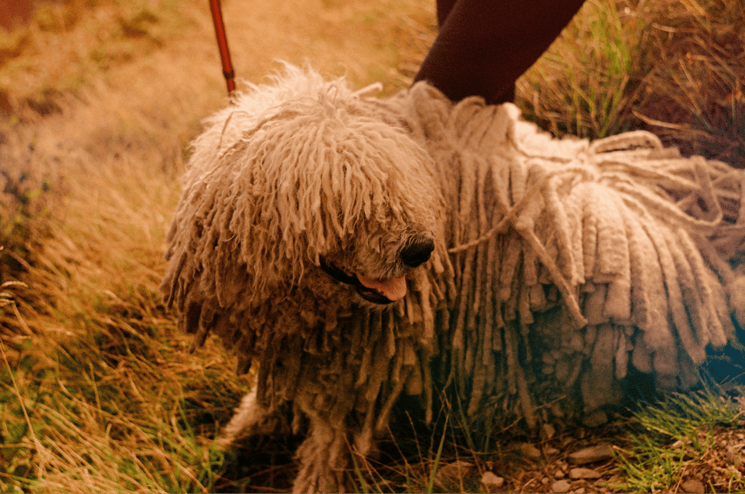 Komondor.png