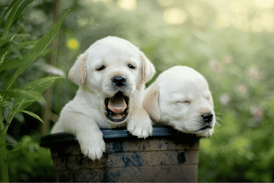Labrador Puppy Care: Tips for New Owners