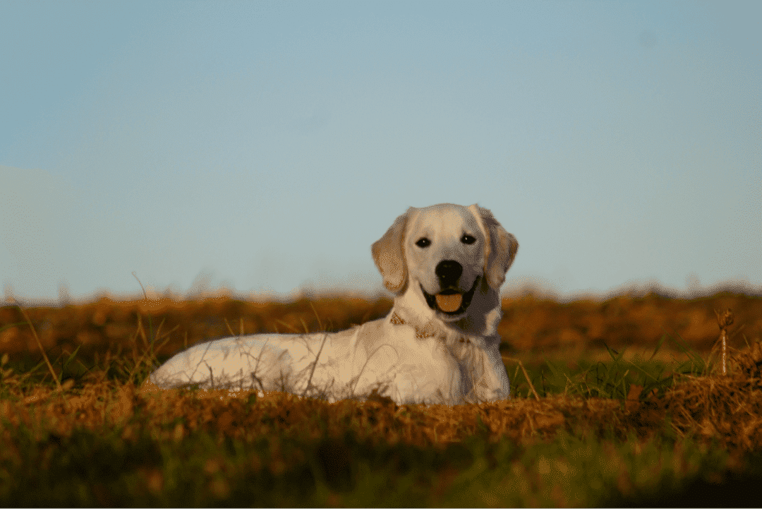 Labrador Retriever.png