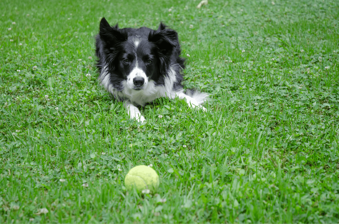 Explore the critical aspects of adopting a Border Collie, from understanding their high intelligence to addressing their specific care requirements.