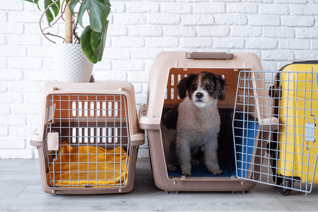 Master crate training with our essential tips for happy puppies!