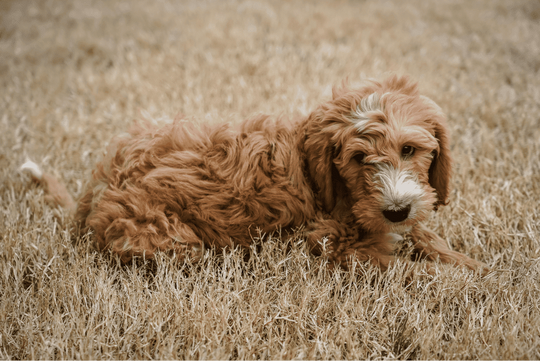 Discover the joy of Goldendoodles, from their intelligent, sociable nature to care tips. Learn how this friendly, low-shedding breed can be the perfect addition to your family.