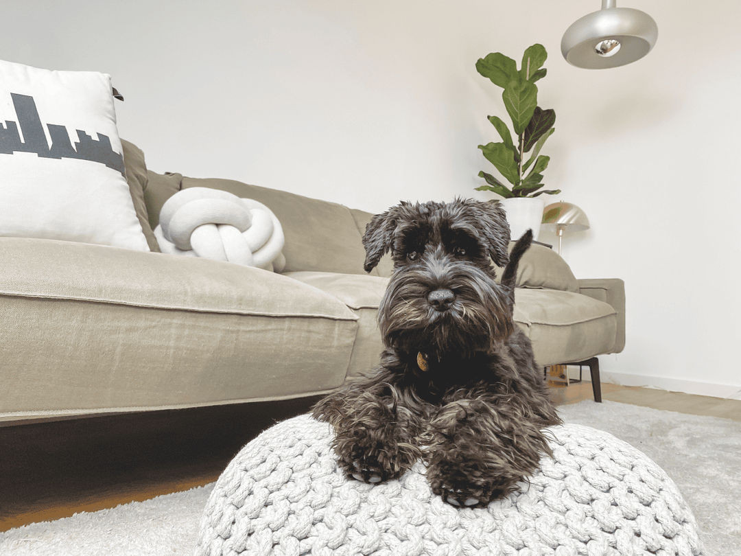  Miniature Schnauzer.png