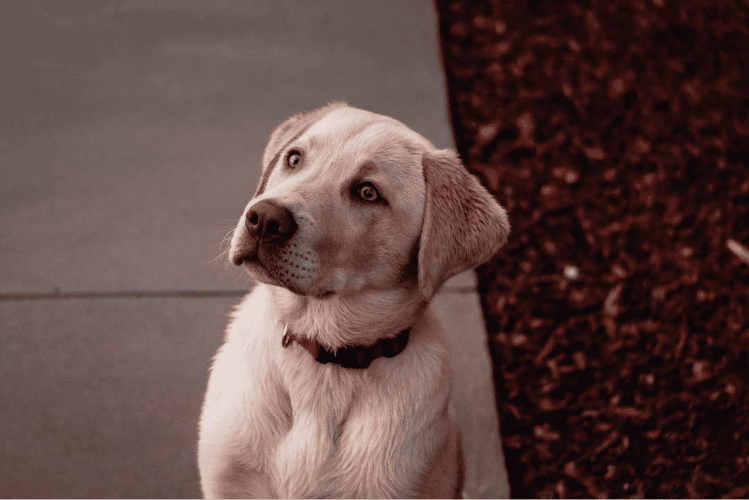 Explore the inherent sensitivity of Labrador Retrievers and get tips on providing the care they need to thrive both physically and emotionally.