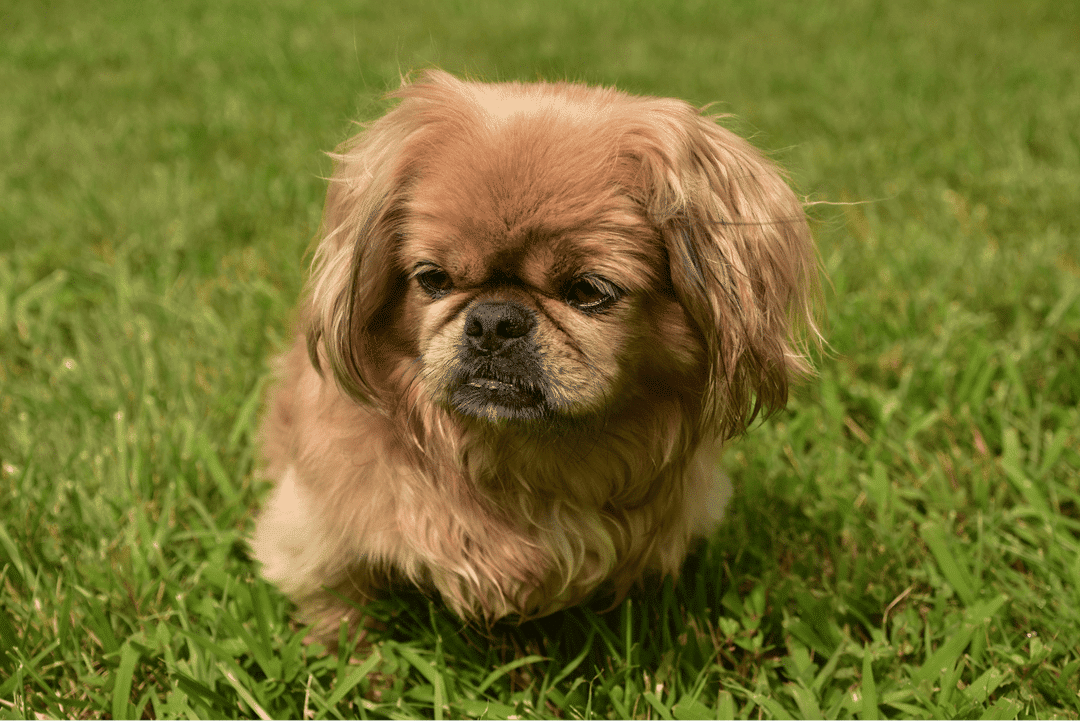 Pekingese.png