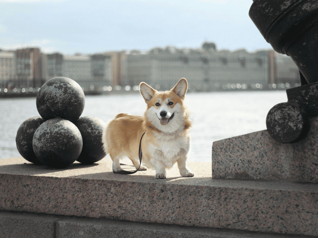 Complete Welsh Corgi Adoption Guide & Tips.png