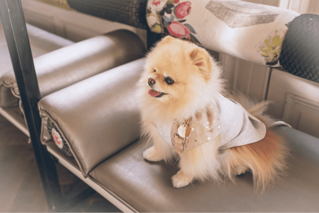 2023's top small dogs for cozy spaces: Pomeranian