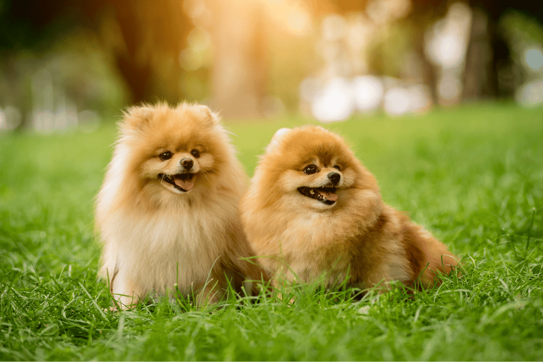 Pomeranian.png