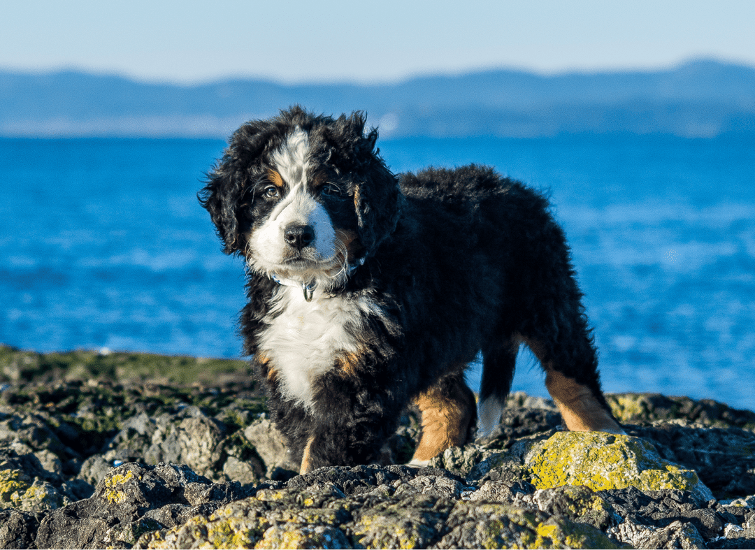 Portuguese Water Dog.png