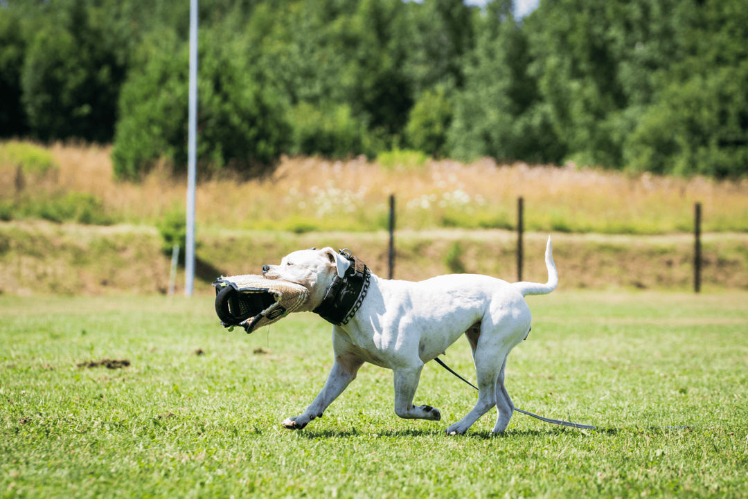 Discover positive reinforcement techniques to manage aggressive dogs. Build trust, reduce fear, and promote long-lasting behavior change with humane training methods.