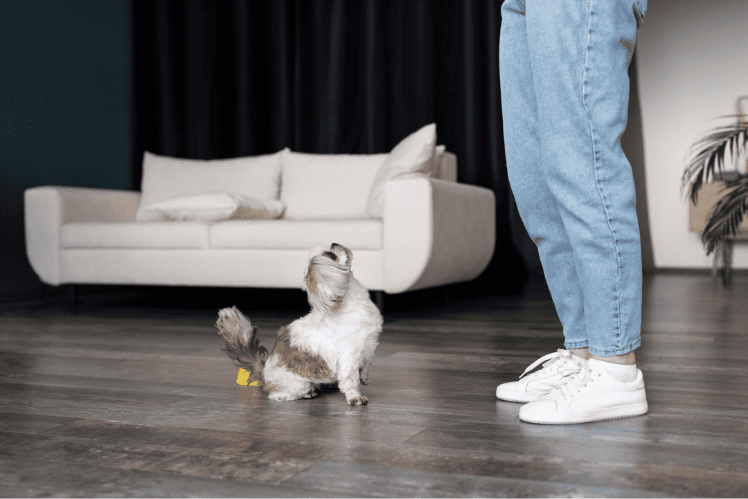 Explore why positive reinforcement outshines punishment in dog training. Learn how rewards build trust, promote learning, and foster long-lasting good behavior.