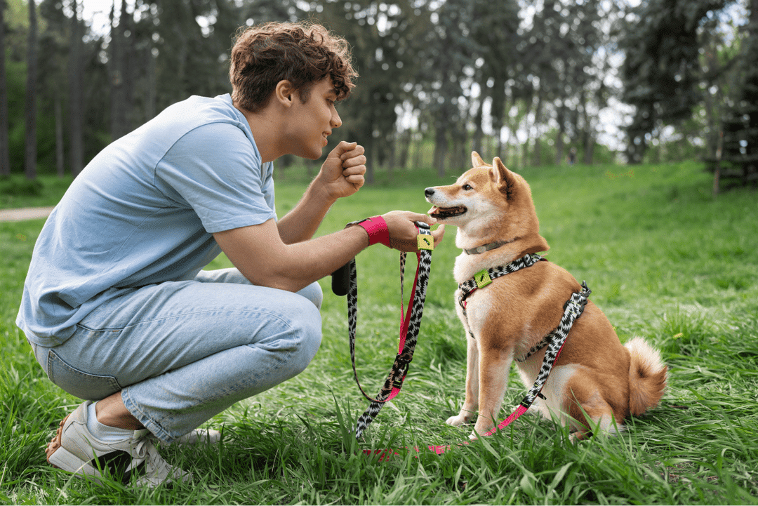 Positive reinforcement aggressive dogs