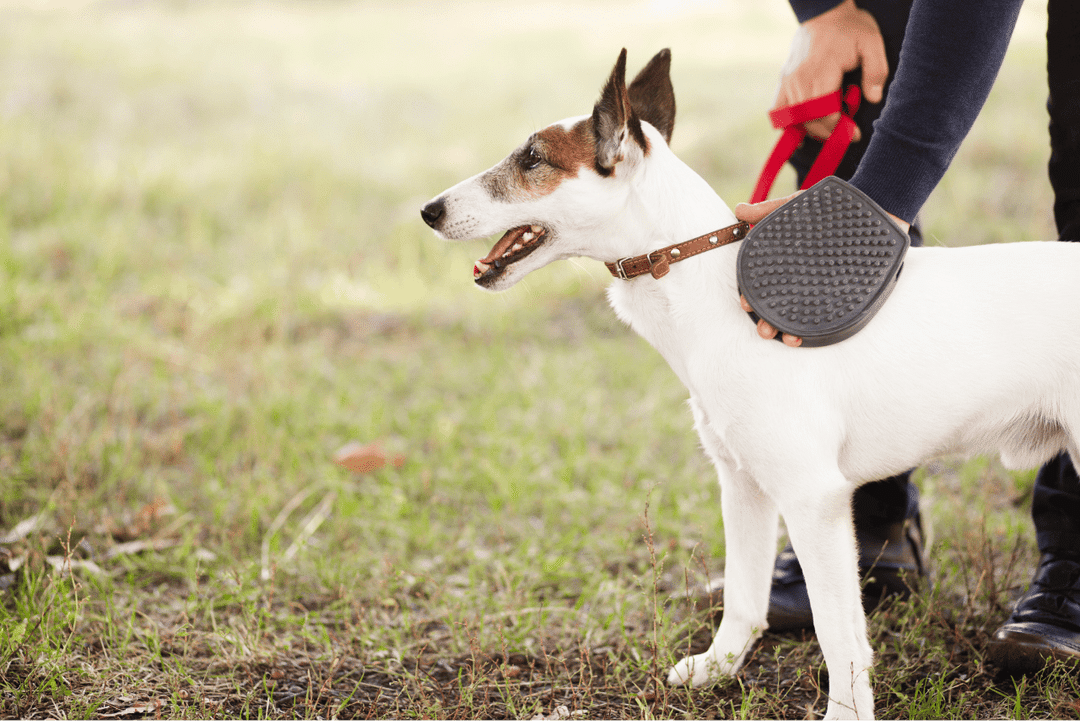 Positive reinforcement leash training