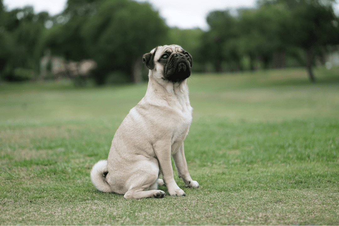 Pug.png