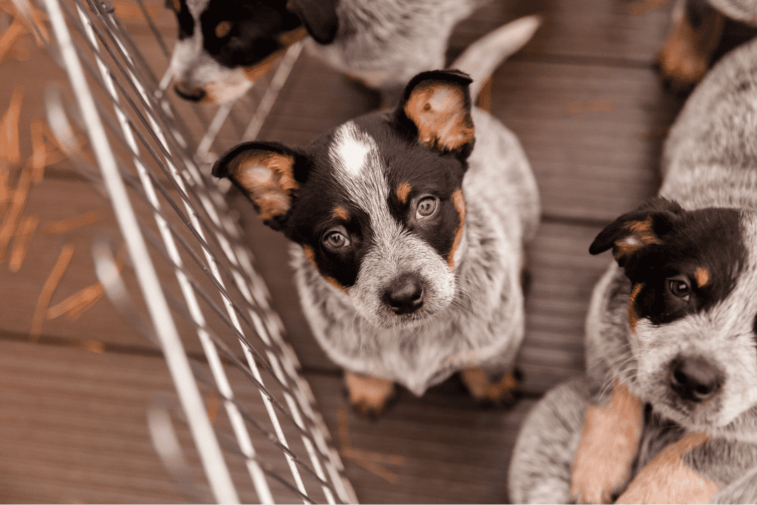 Discover key steps to socialize your puppy early. Follow this checklist to help your puppy become a well-adjusted, confident, and healthy adult dog.