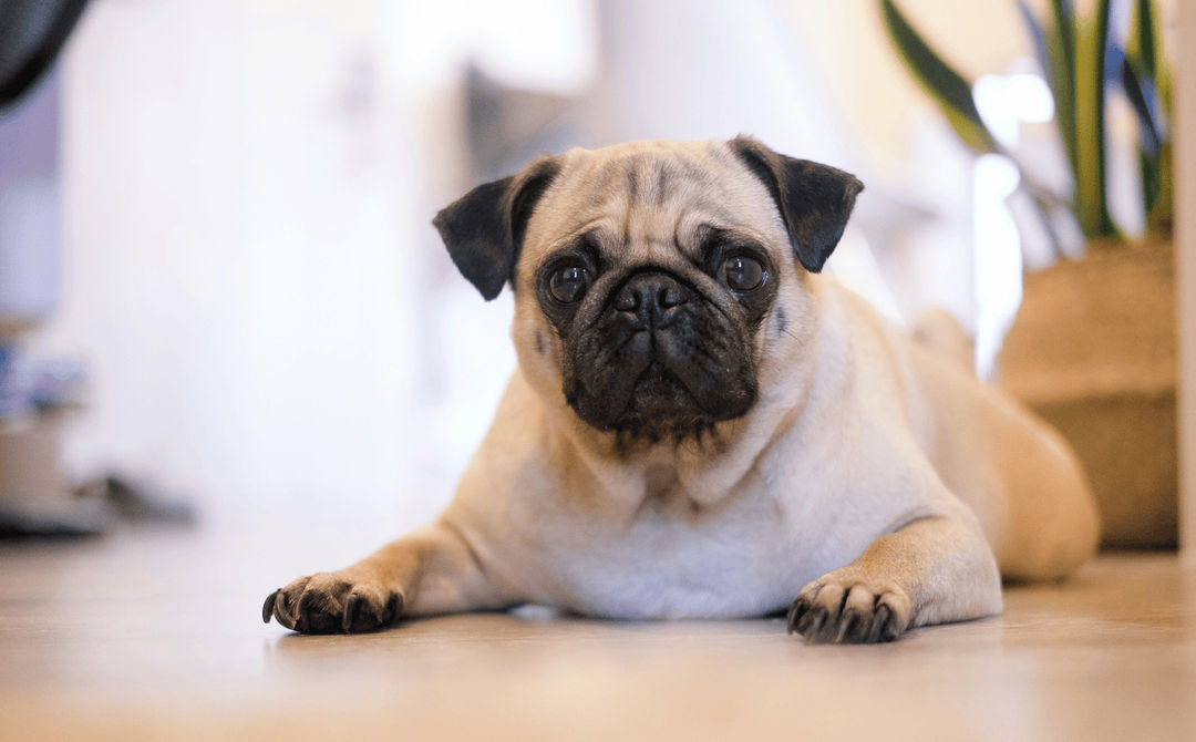 Learn how to recognize early signs of BOAS in Pugs and explore both surgical and non-surgical treatment options to improve their quality of life.