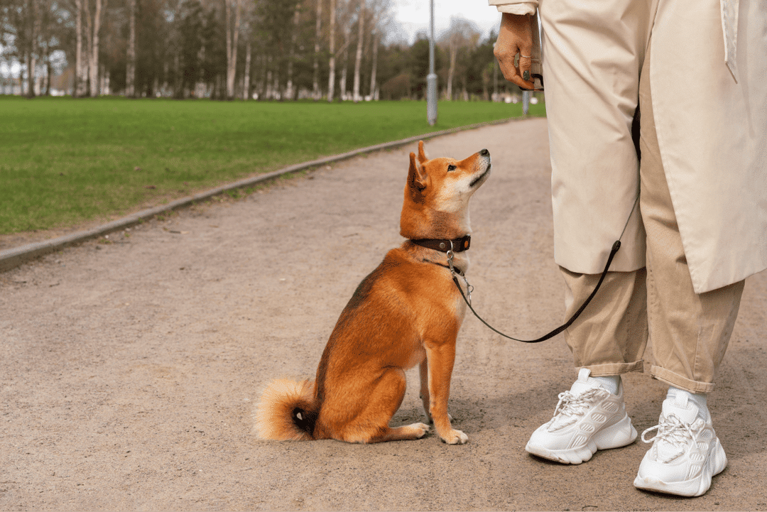 Learn how to recognize when your dog is excited with these five key behaviors, including playful sneezing and the zoomies, to better understand and engage with your pet's joyful moments.