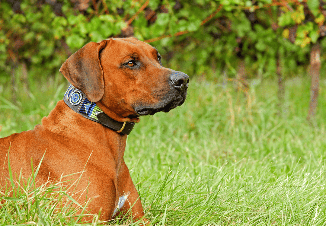 Rhodesian Ridgeback.png