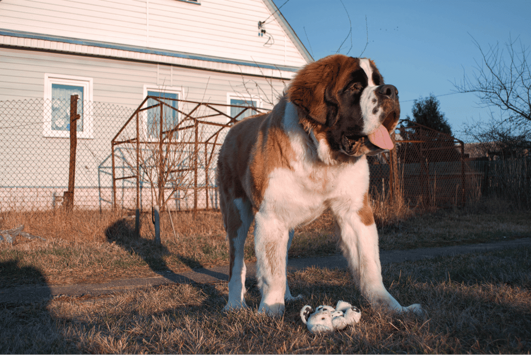 Saint Bernard.png