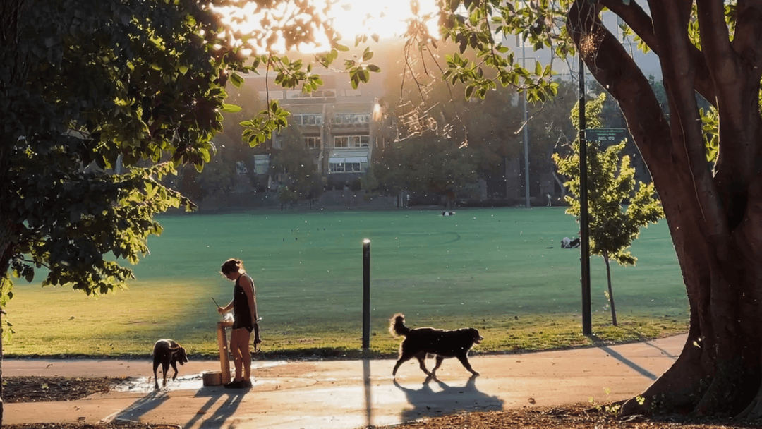 Explore San Diego's top dog parks, where your furry friend can play, swim, and mingle. From Fiesta Island to Balboa Park, find the perfect spot for outdoor fun.