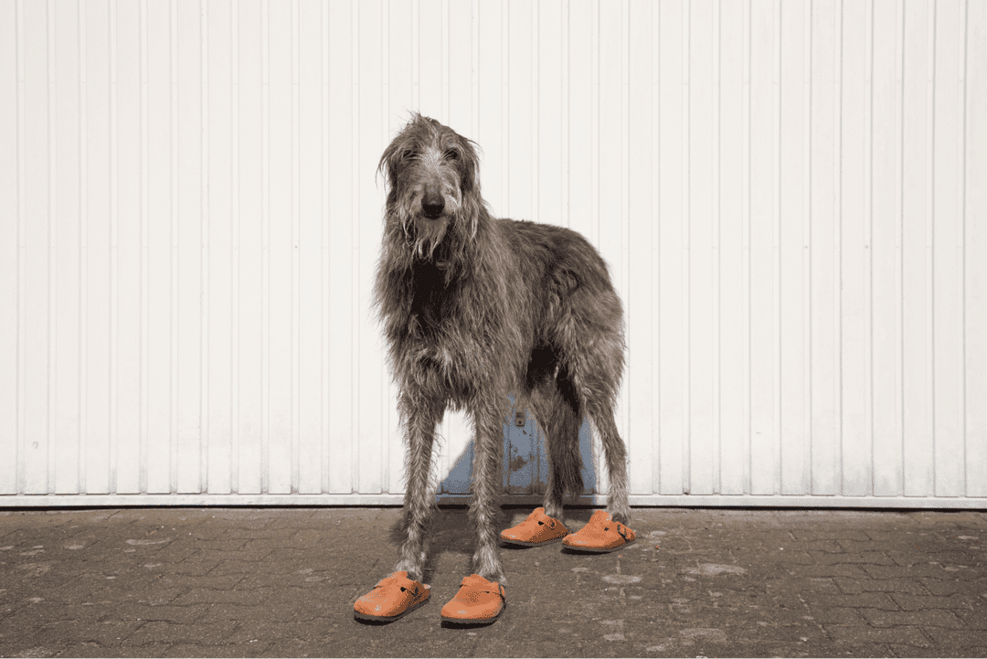  Scottish Deerhound.png