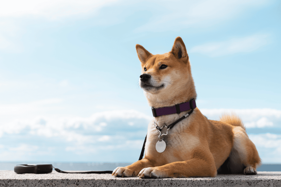 Shiba Inu.png