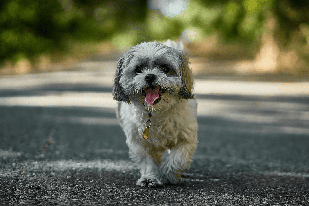 Shih Tzu.png