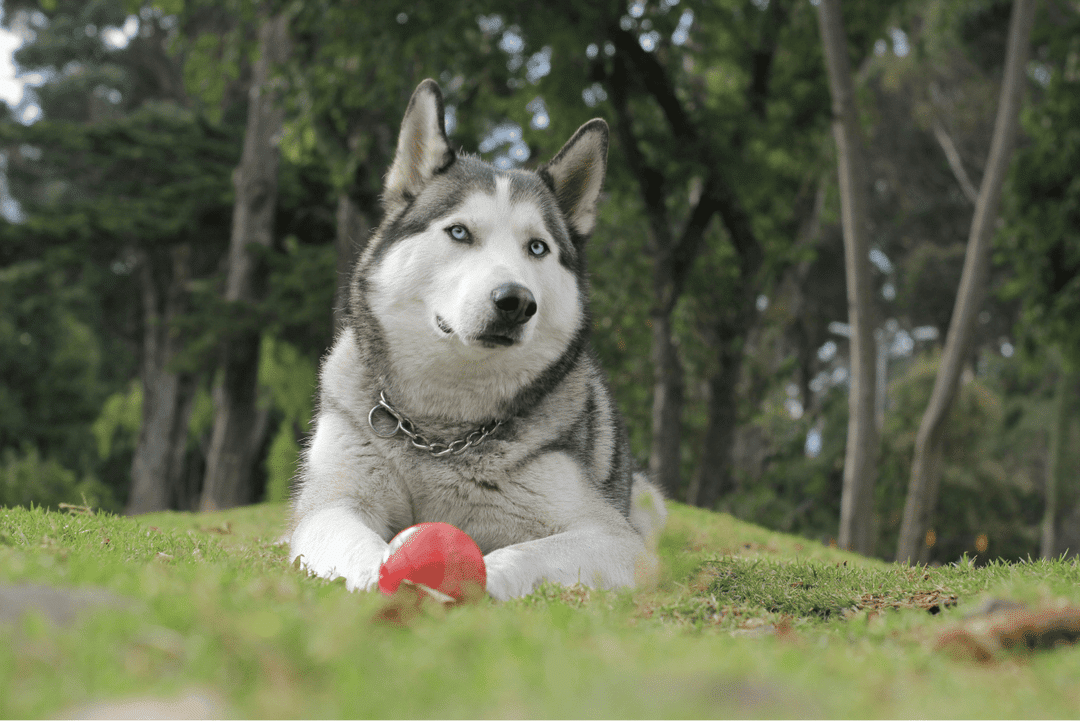 Siberian Husky.png