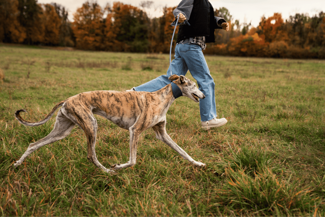 Tame your dog's aggression with these proven training techniques!