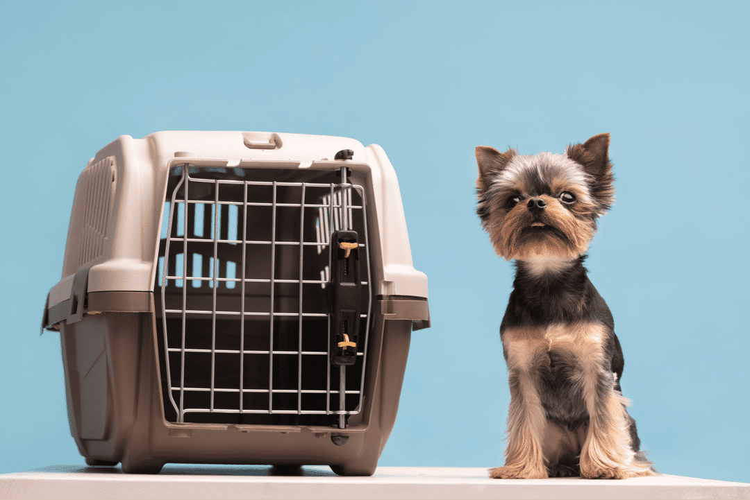 Discover the benefits of crate training your puppy. Learn how to create a secure, comfortable space, reduce anxiety, and encourage good behavior with our tips.