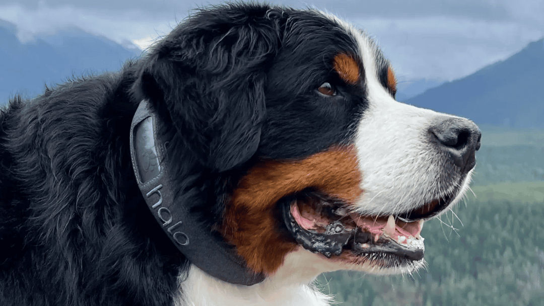 The Halo Collar 3 GPS Dog Fence.png