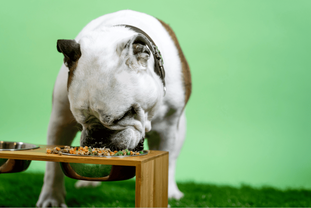 Discover the top 10 dog breeds with the largest appetites and get expert tips on managing their diets for optimal health and well-being.