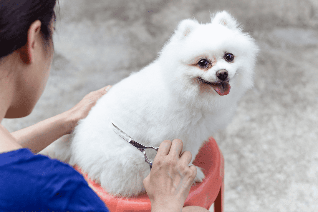 Discover which dog breeds require regular haircuts and learn essential grooming tips to keep their coats healthy and stylish.