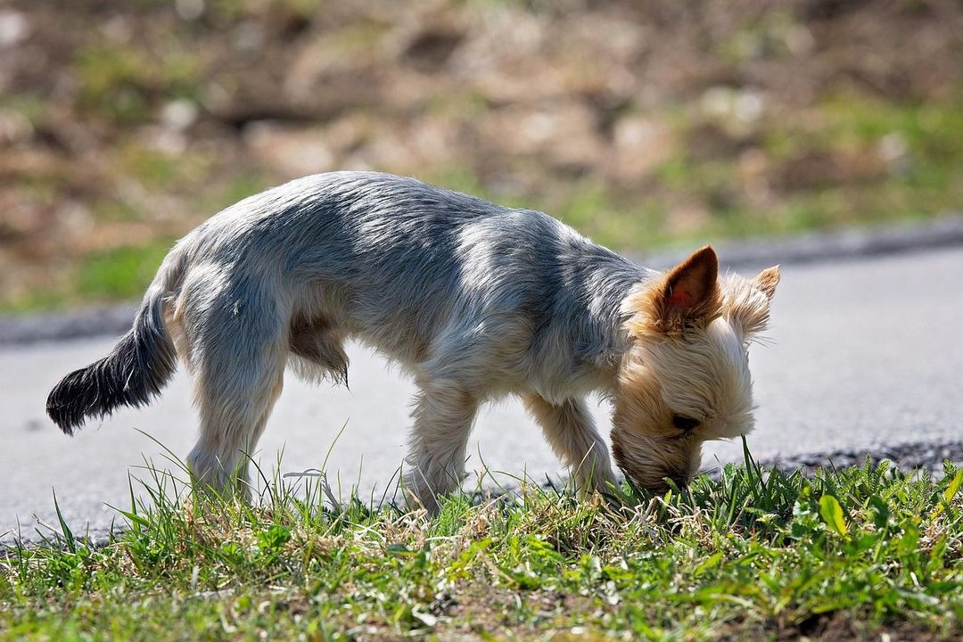 Explore breeds with the keenest noses in the canine world. Learn how to care for these scent-sensitive dogs to keep their senses sharp.