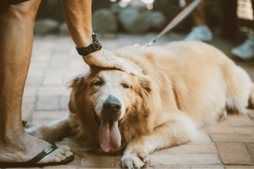 Explore the traits and charms of the top 10 beloved large dog breeds, ideal for families and active individuals alike. Learn what makes each breed a unique companion.