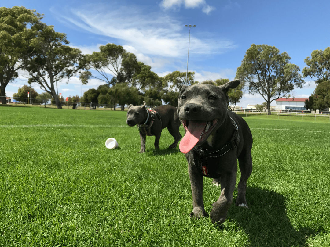 Discover Jersey City's finest dog parks for play, socialization, and scenic walks. Explore top spots for your furry friend's outdoor adventures.