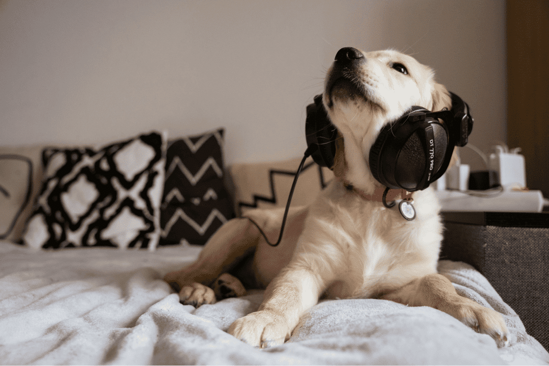 Top Dog Podcasts 2023 for Pet Owners