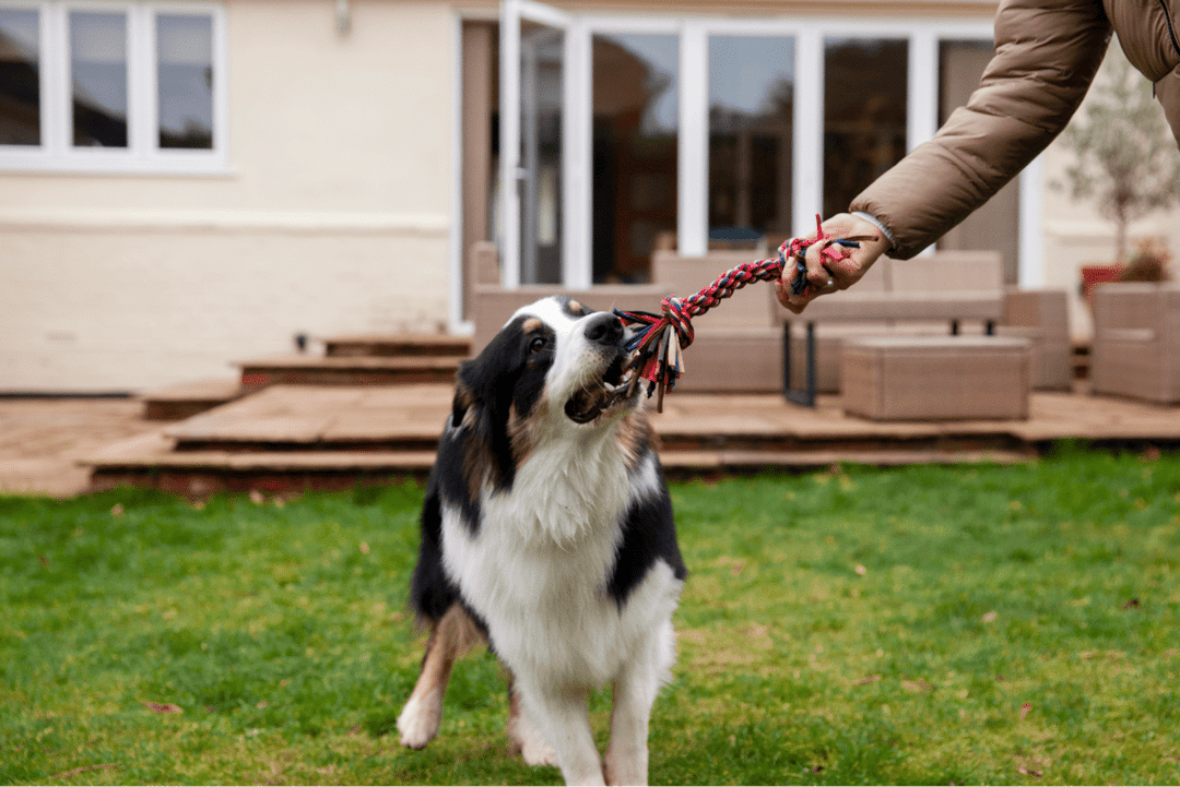 Transform aggression in dogs with positive reinforcement.