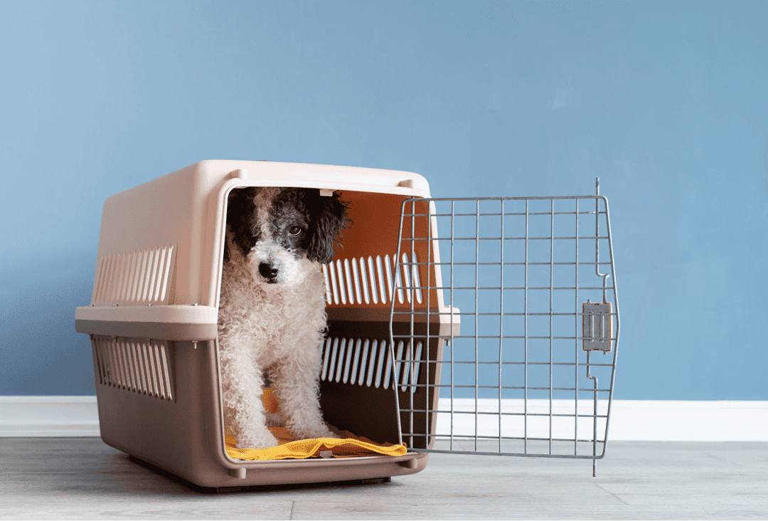 Transform your puppy with effective crate training tips!