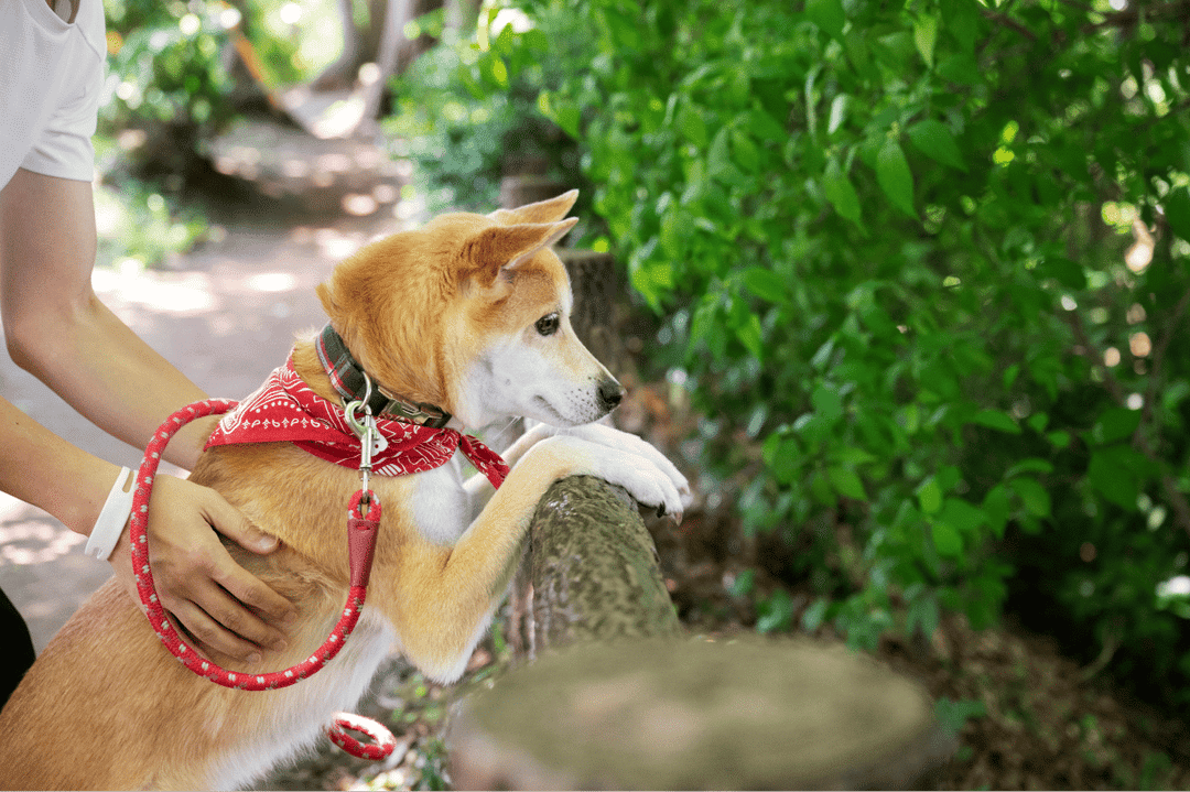 Explore top Asian-inspired girl dog names. From traditional to modern, find the perfect name to reflect your dog's unique character and charm.