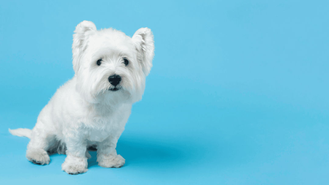 West Highland White Terrier.png