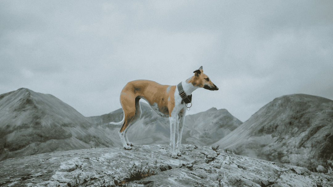 Whippet.png