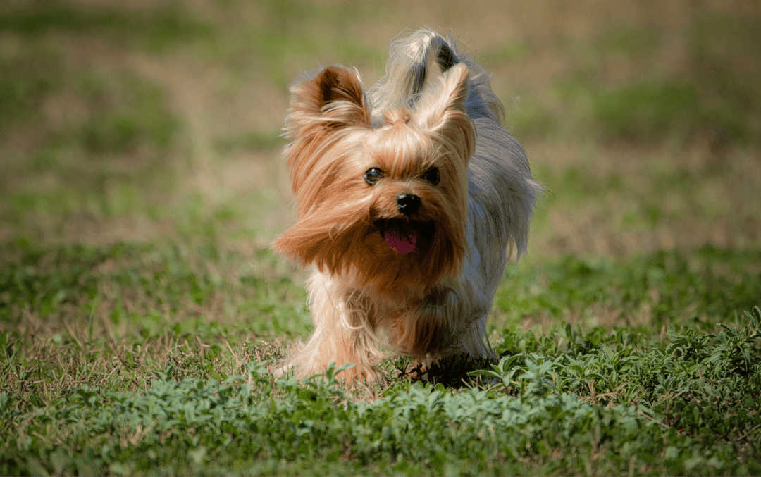 Yorkshire Terrier.png