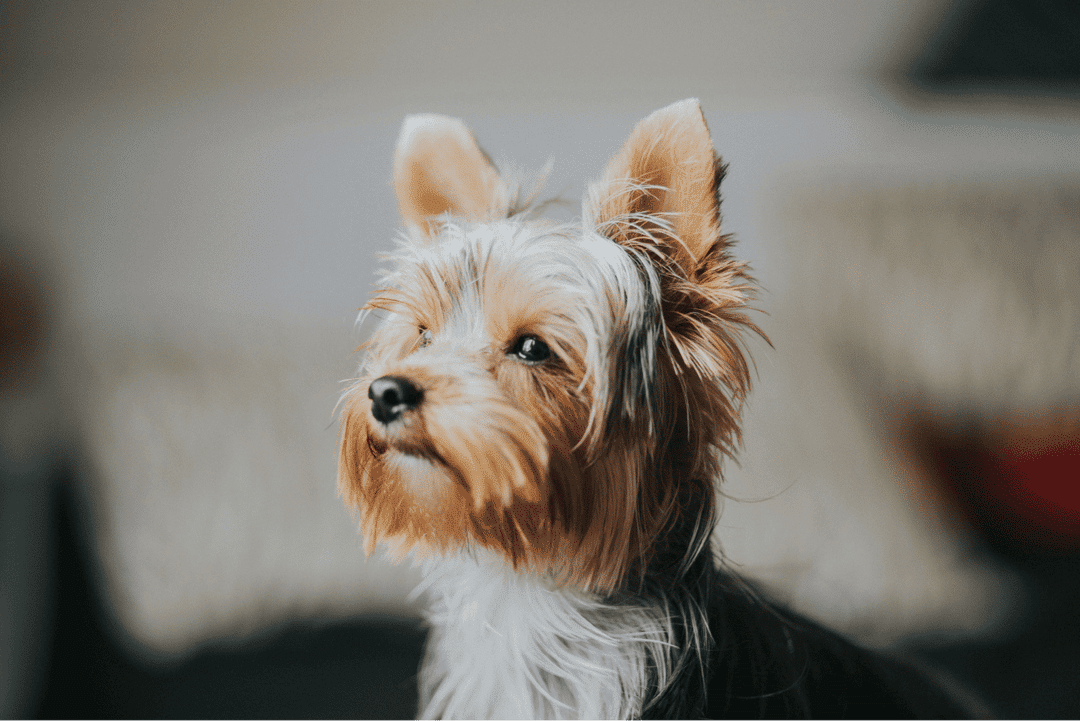 Explore the charm and essentials of caring for a Yorkshire Terrier, from grooming to health and training, to ensure a happy life with your tiny companion.