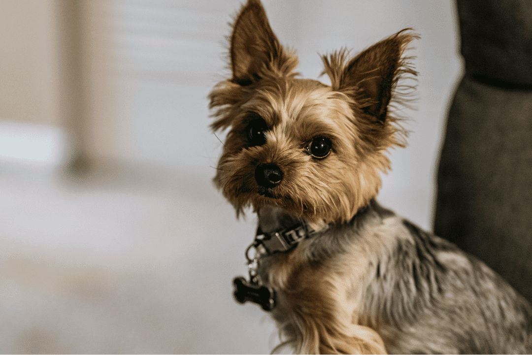 Yorkshire Terrier.png