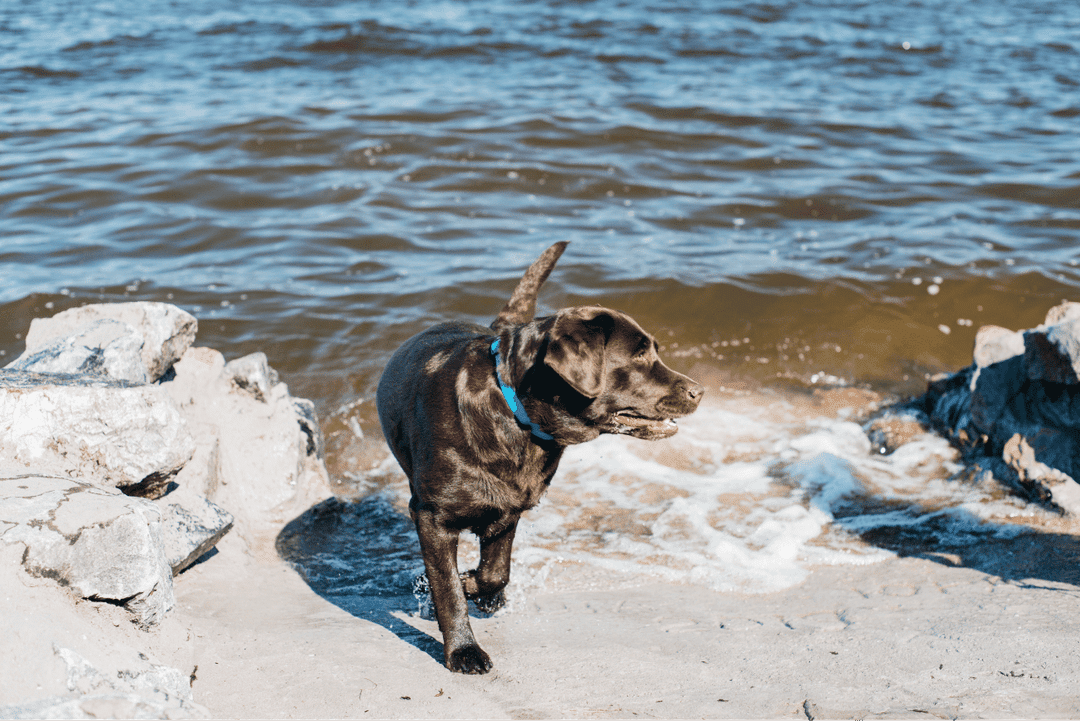 Discover the top dog-friendly water spots in NYC. From Prospect Park Dog Beach to Sirius Dog Run, give your pup the perfect urban oasis to cool off.