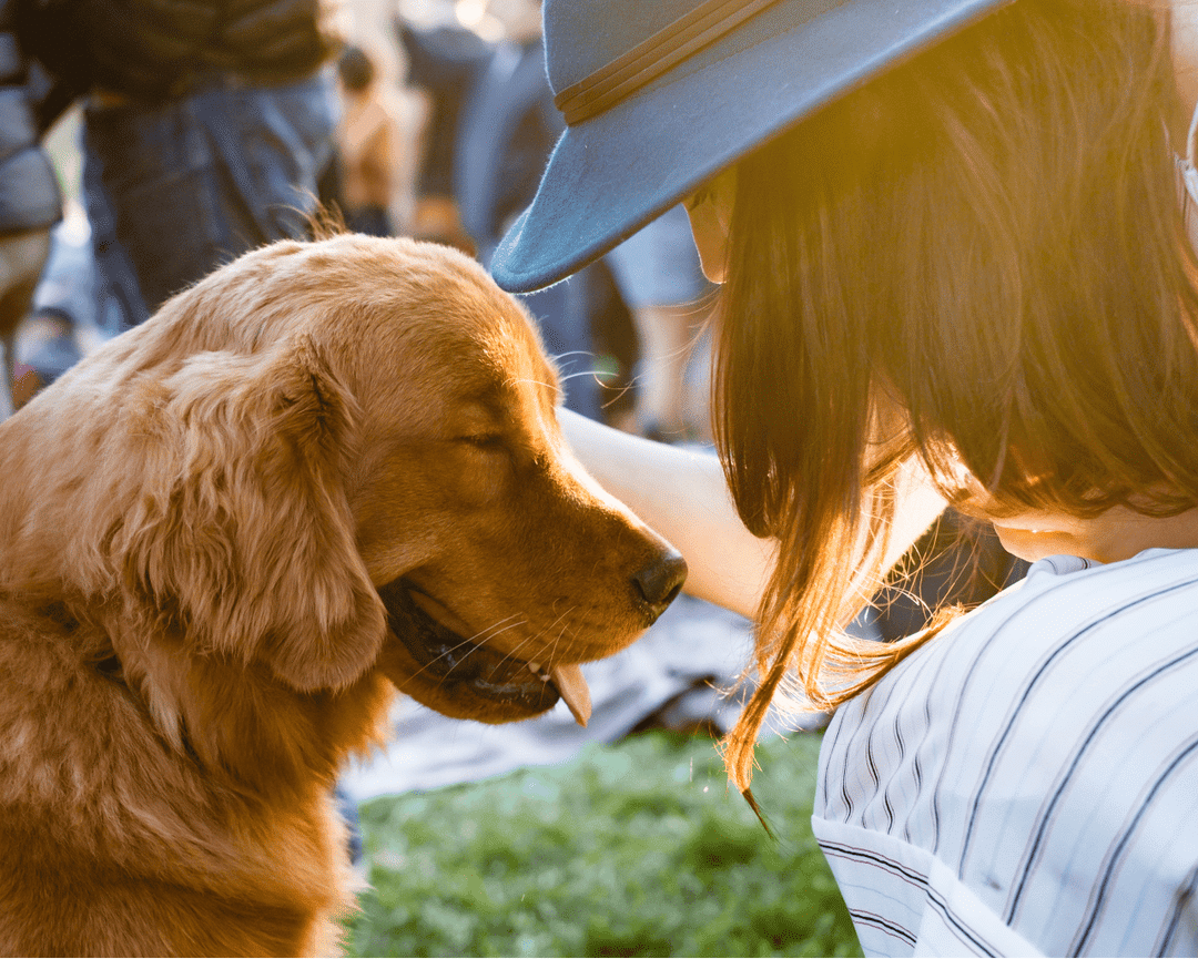 dog socialization techniques