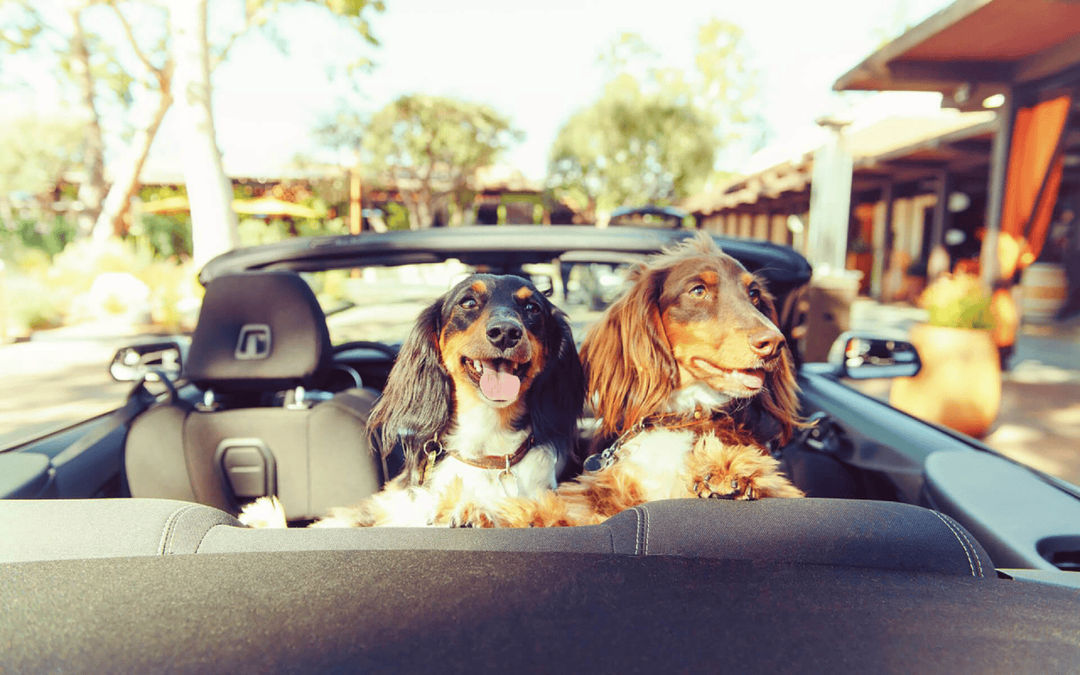 dogs-in-car 1.png