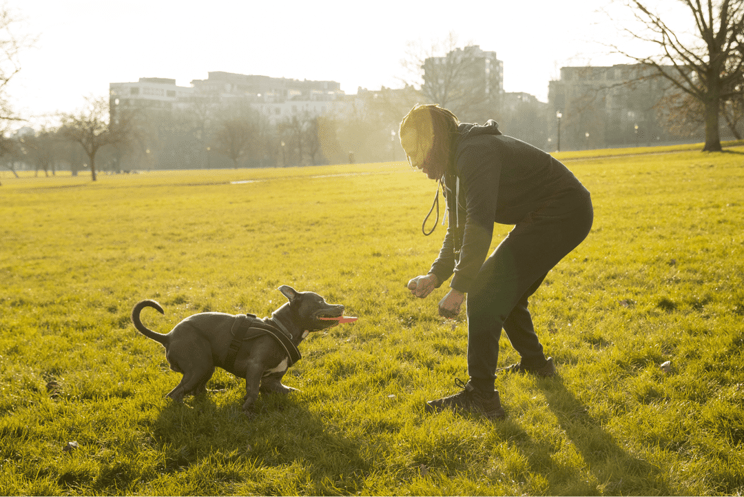 positive reinforcement for dogs