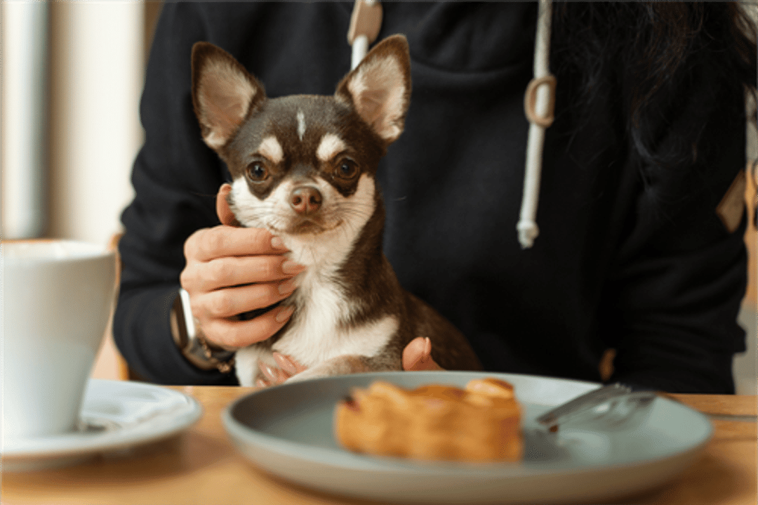 Explore the best dog-friendly restaurants in Los Angeles! Enjoy a meal with your furry friend at these top spots, featuring dog menus, spacious patios, and more.